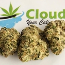 Blue Cherry Gelato - Exotic SMALLS