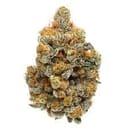 MK-ULTRA (PREMIUM)