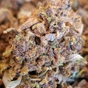 Purple Urkle