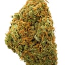 The Dutchess (EXOTIC A+)