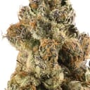 Gelato #45(Designers)