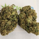Cherry Diesel - P