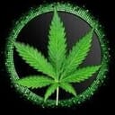 Mambo MG (TOP SHELF)