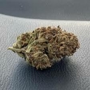 Jack Herer (PREMIUM)