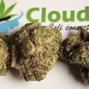 Mochi - Exotic SMALLS