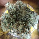 Green Crack