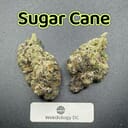Sugar Cane---Exotics