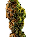 Train Wreck - Sativa THC 24%