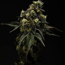 Governmint Oasis - Hybrid THC 25%