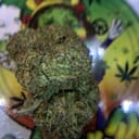 EXOTIC- TRAPPERS DELIGHT