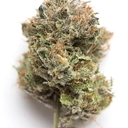 GELATO #33 (AAA INDOOR)