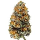 OAMA KUSH (EXOTIC)