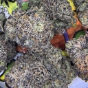 EXOTIC-BLUEBERRY STOMPER