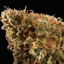 Jet Fuel - Sativa THC 24%