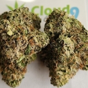 Lion's Cake -A+ EXOTIC