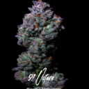 91 Octane