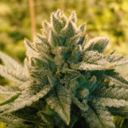 Chem Goji OG Small buds