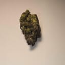 Jack Herer (PREMIUM)