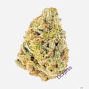 Lemon Bean(EXOTIC)