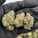Apple Fritter (Hybrid)