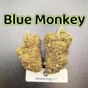 Blue Monkey