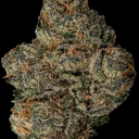 BLACK CHERRY FIZZ (SATIVA)