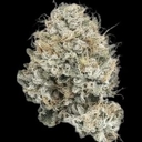 Casino kush (DESIGNER)