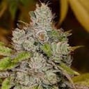 F18 small buds