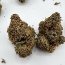 Honey Butter indoor AAA