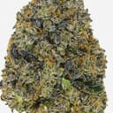 BERRY ZKITTLEZ (PREMIUM)