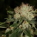 Bruce Banner