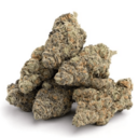 Gary Payton - Exotic