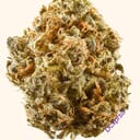 BLUE DREAM (EXOTIC)