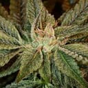 Bubba Chem