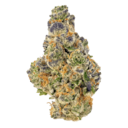 White Gumbo (AAA+)