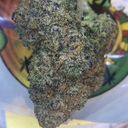 EXOTIC- WATERMELON Z