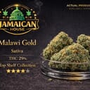 Malawi Gold TS