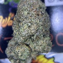 EXOTIC - BOGGLE DRAGON