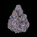 EXOTIC - BLACK RUNTZ