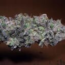 Skunk Berry