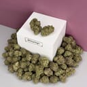 Stardawg-Exotic A+