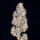 Alien Labs | Biskante premium indoor flower 3.5g | 26% THC