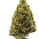 Northern Lights (TOP SHELF)