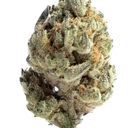 King Louis XIII (A+)