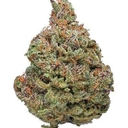 Rainbow Dragon Fire (EXOTIC A+)