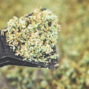 Concentrate Infused Shake Seeds – High THC Cannabis Seeds