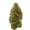 Chocolope  (A+)