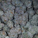 Strawberry shortcake (exotic)