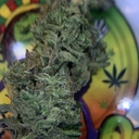 PREMIUM- CASABA MELON