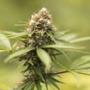 Durban Poison